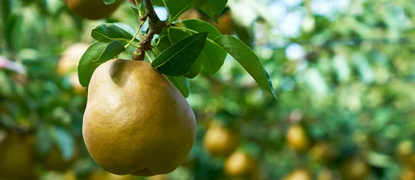 
High quality Japan Fresh Pear Fresh fruit For Wholesale 