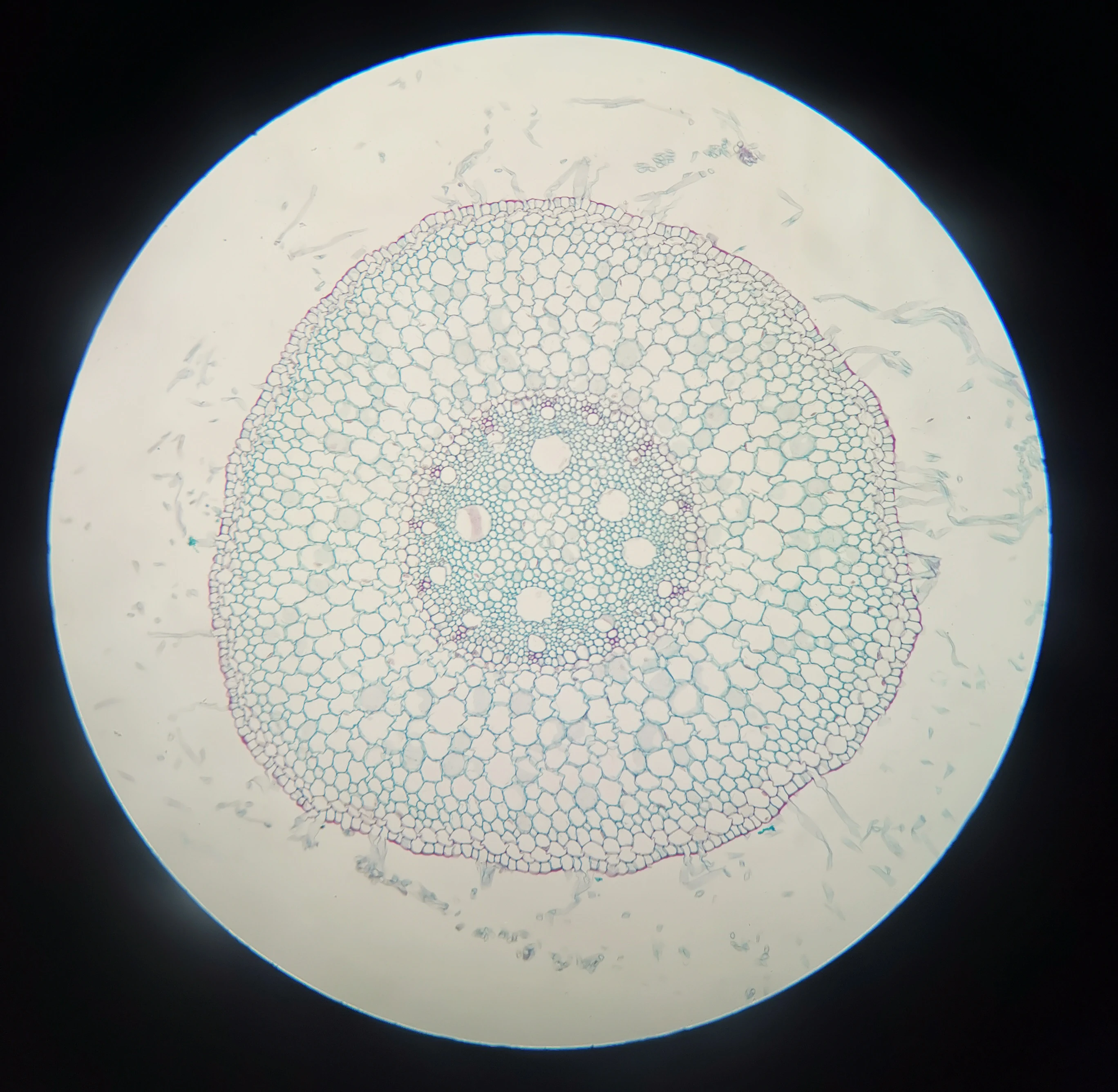 Gelsonlab HSSL-016 Biology Prepared slides  Zea Mays Corn Root Tip Teaching Slides
