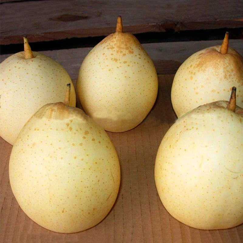 
High quality fresh fruit sweet nutrition ya pear 