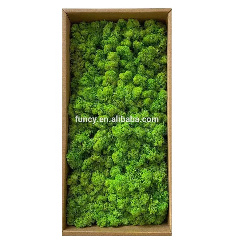 Long Lasting Home Decoration Real Preserved Moss for Wall Decor