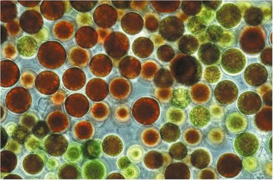 
Natural Food Grade Water Soluble Astaxanthin Powder Astaxanthin Oil 5% 10% <span style=