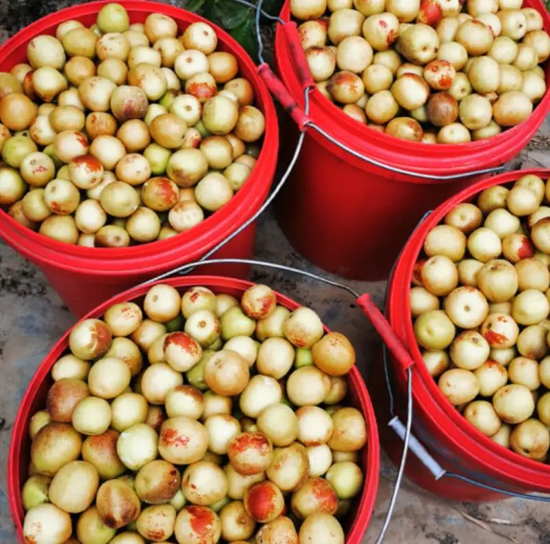 
Hot selling Chinese Fresh winter jujube /Dates fruits for export fruits market 