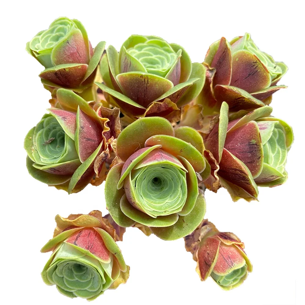 
Manufacturers Supply About12cm Light red Living Plants Succulent Plants On Pot for Ornamental Bonsai Plants 