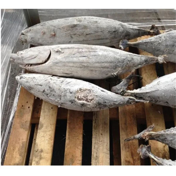 High Quality Whole  Skipjack Skip Jack Tuna Fish