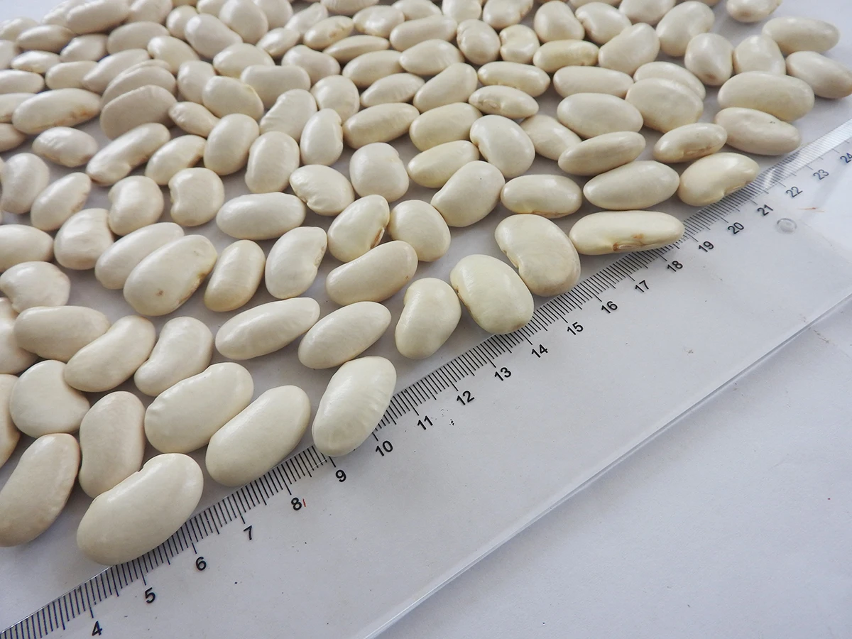 Wholesale Chinese 2021 crop origin in Yunnan Large white kidney beans