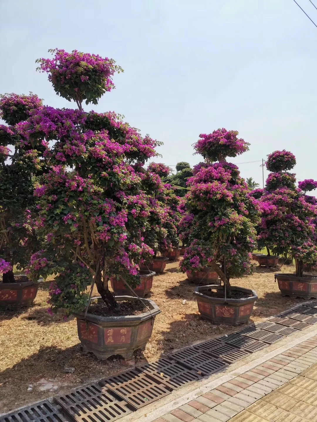  Большой бугенвиллея бонсай хорошей формы