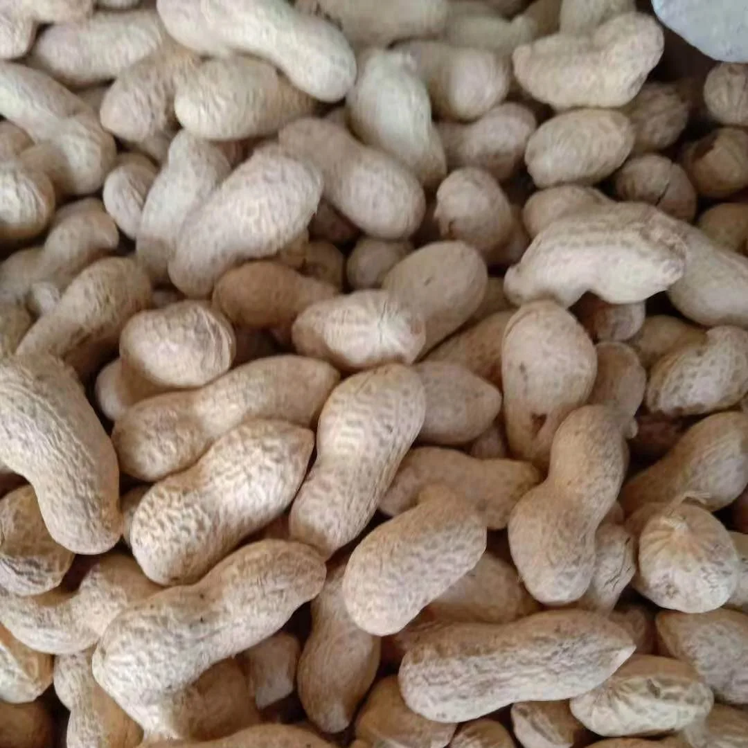 Red peanut blanched peanut kernels Bold Peanuts Blanched Peanuts Raw Peanut in Shell