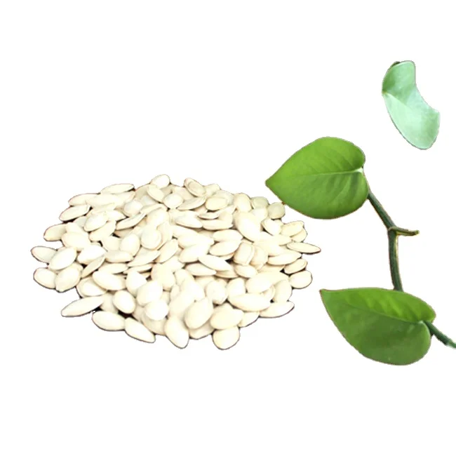 Fresh Snow White Pumpkin Seeds High Quality Snacks Dried Food Shine Skin Pumpkin Seeds