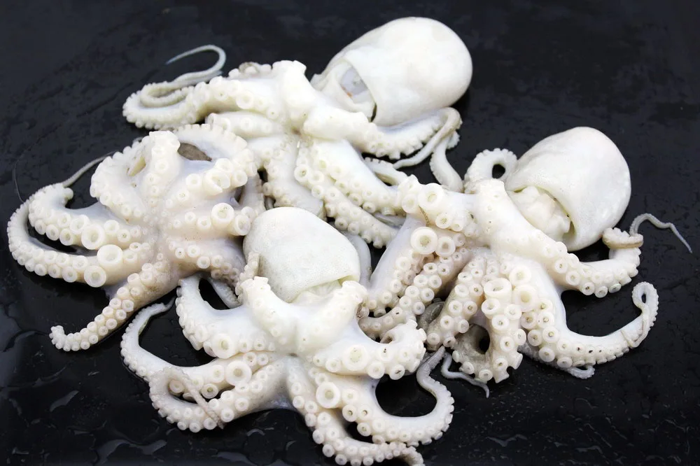 
High quality whole round frozen baby octopus for sale 