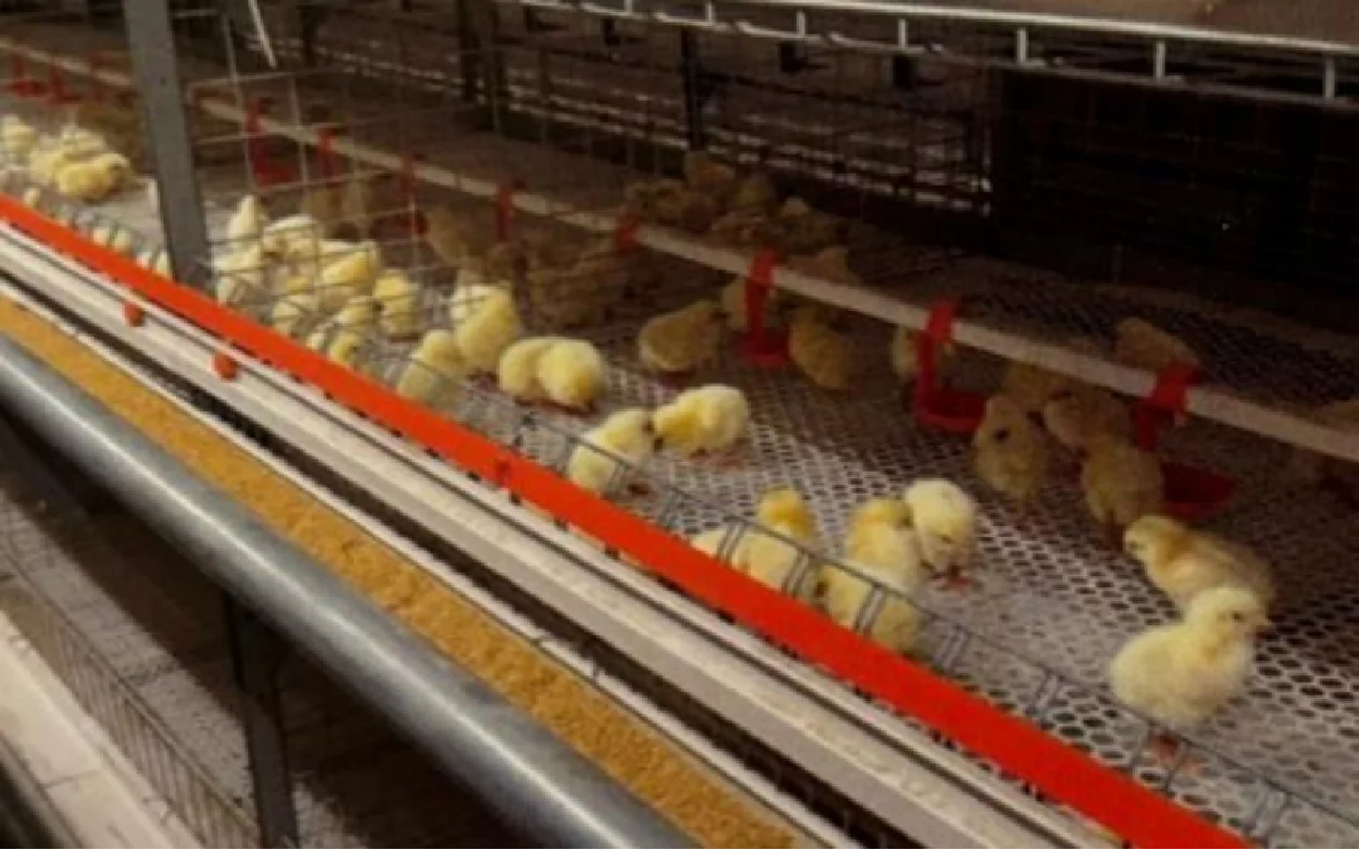 High Quality Automatic Chicken Cage System Laying Hen Broiler Chicken Cage For Chook House