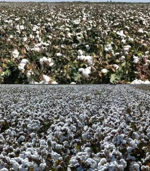 
Plant growth regulator cotton fertilizer Thidiazuron tdz 