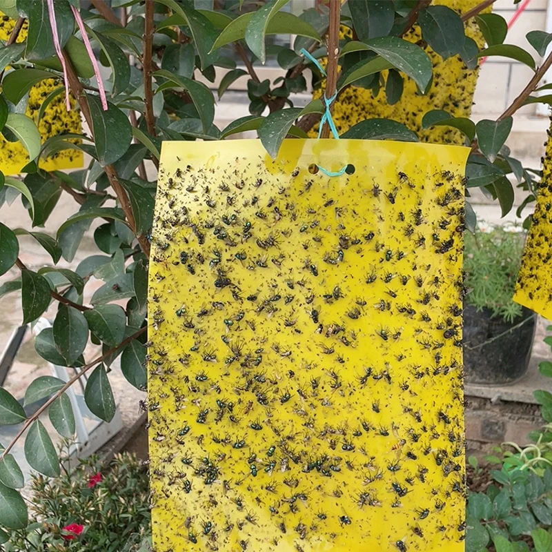 Dual-Sided Yellow Sticky Gnats Glue Paper Board Flying Insect Traps for Whiteflies Aphids Outdoor