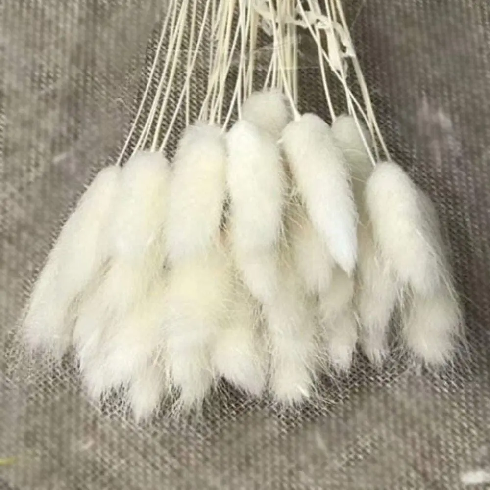 HFloral  60 cm tall 50 stems per bundle Hot Sale natural plant flowers  white bunny rabbit tails grass Lagurus ovatus