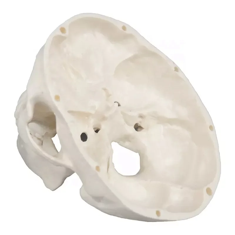 Adult Skull Anatomical Model Life Size Human Skull Model 3 Parts Lab with Removable Skull Articulated Models