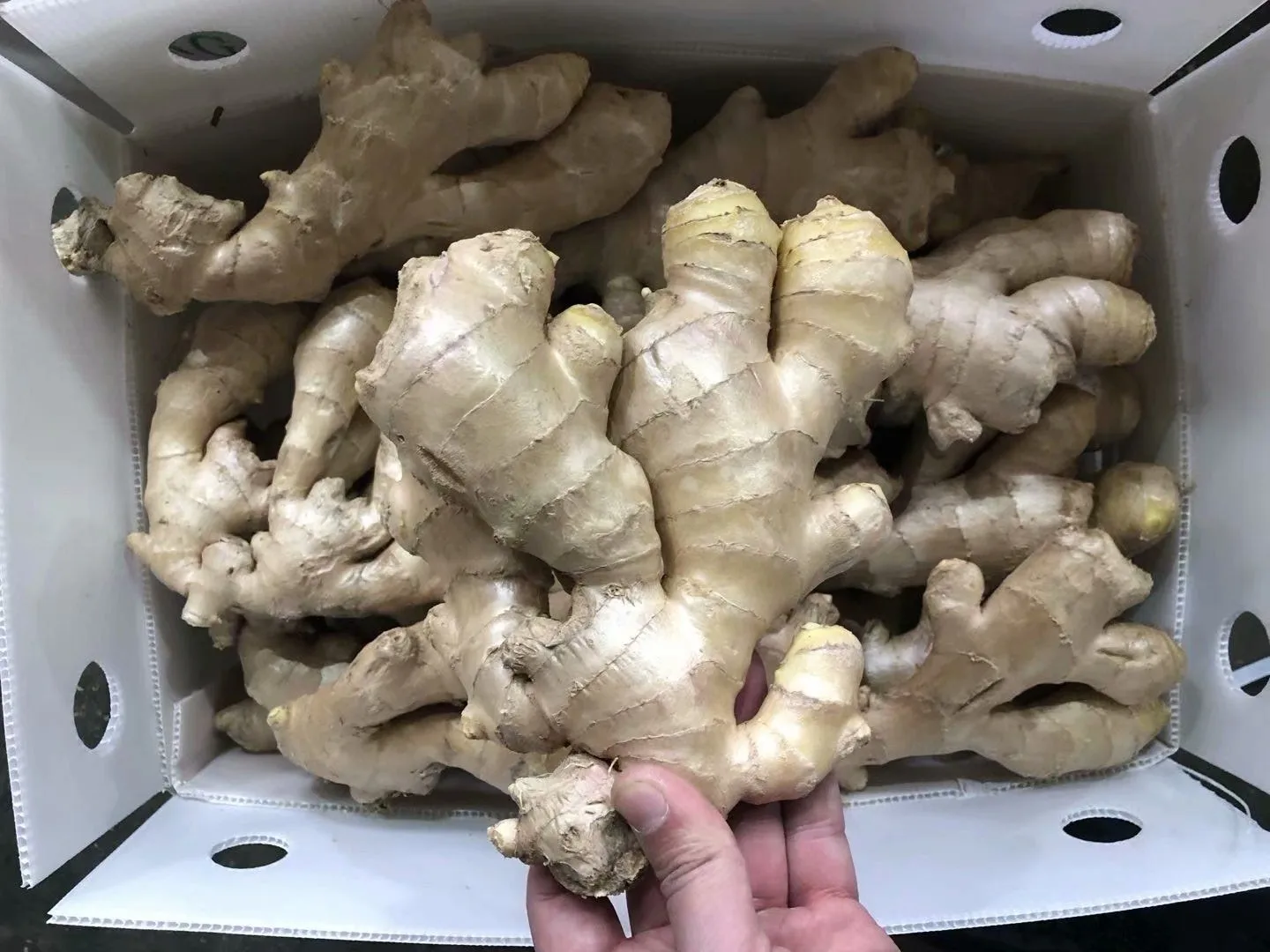 hot sale 80-150g Ginger wholesale for export with best quality & cheap price high quality fresh ginger with Global Gap & Haccp