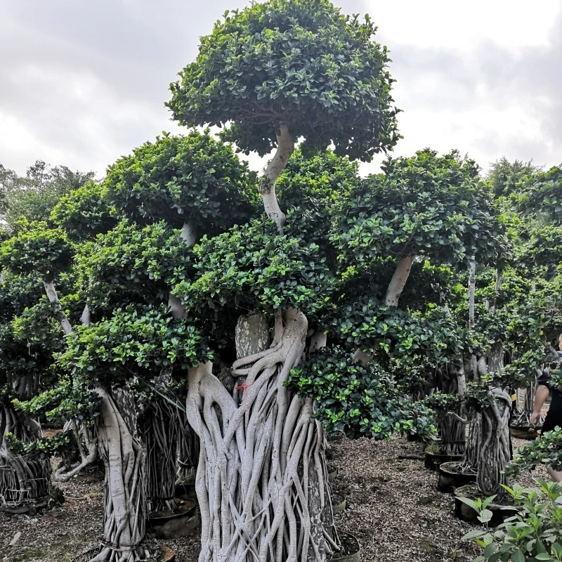 3M Ficus bonsai with stone Ficus Microcarpa Bonsai for Live Outdoor Plants (1600293288792)