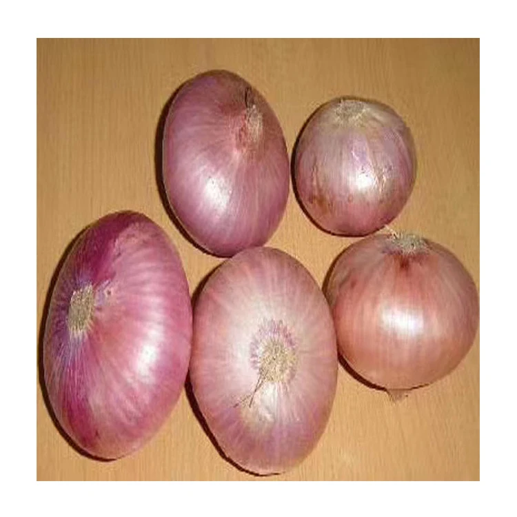 High Quality Vegetable Onion New Arrival Bulk Fresh Onion/Fresh Red Onion/Onion Export