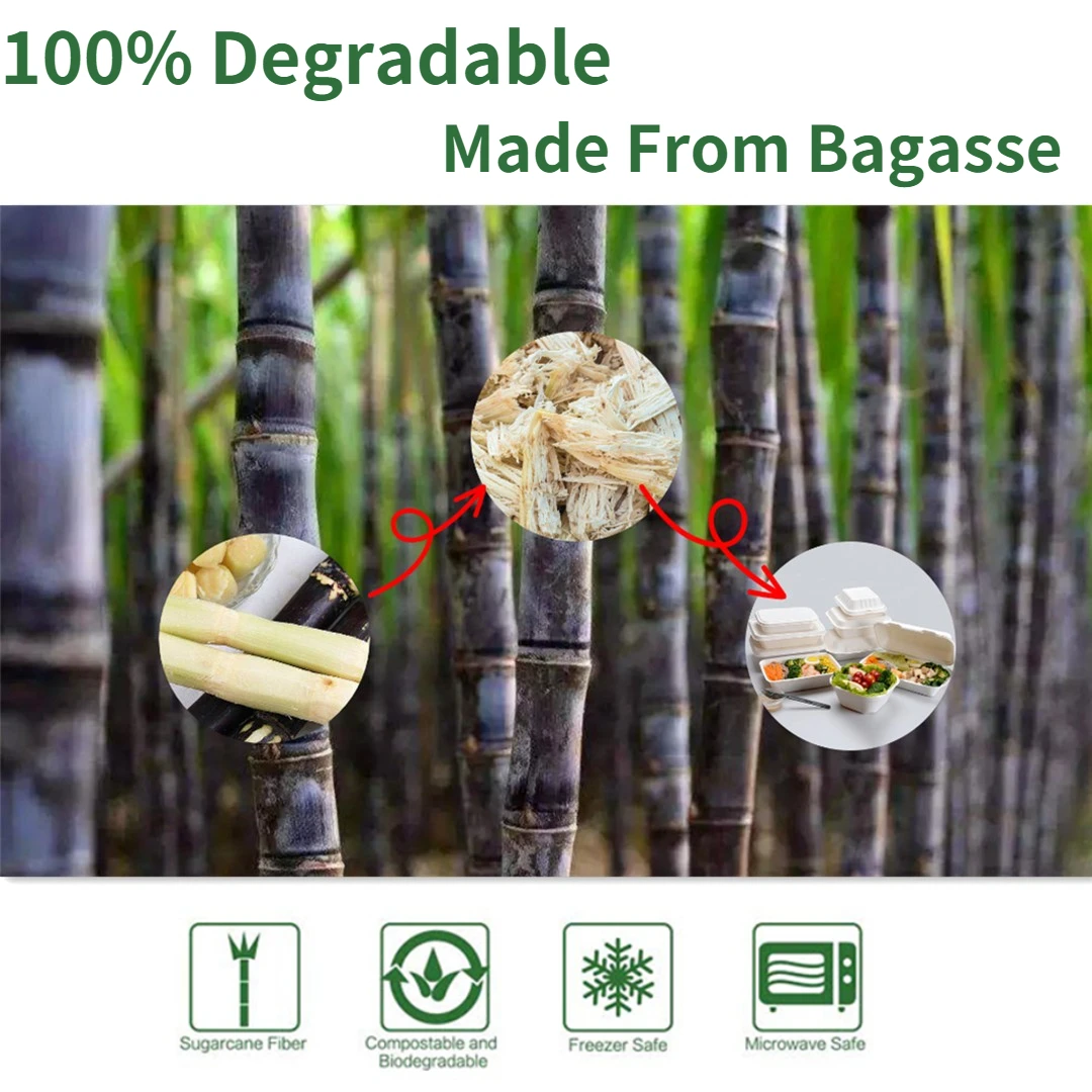ECO 100% Biodegradable Disposable Lunch Box Clamshell Sugarcane Bagasse Plate with Lid for Takeaway Food and Restaurant Use