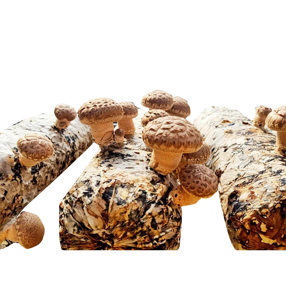 low price Wood planting frozen mushroom spawn shiitake mushroom spawn