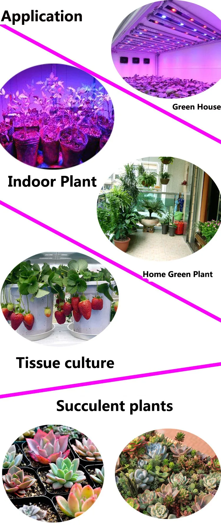 Hot sale  CXB3590  3500K COB Led Grow Light for plant growing