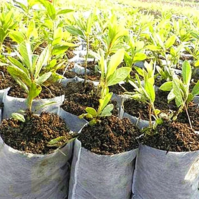 
Factory Outlet wholesale agriculture non woven 100% biodegradable plastic seedlings bags 
