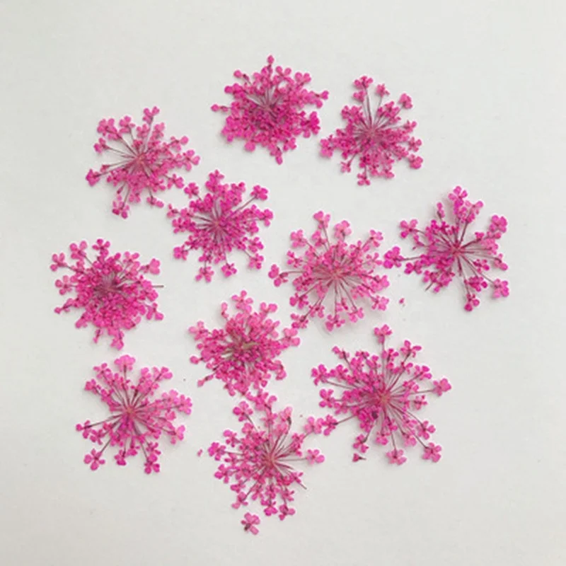 hotsale nail art dry flower dried Ammi Visnaga Lace Petal  real natural pressed Lace flower for resin and mobile phone case