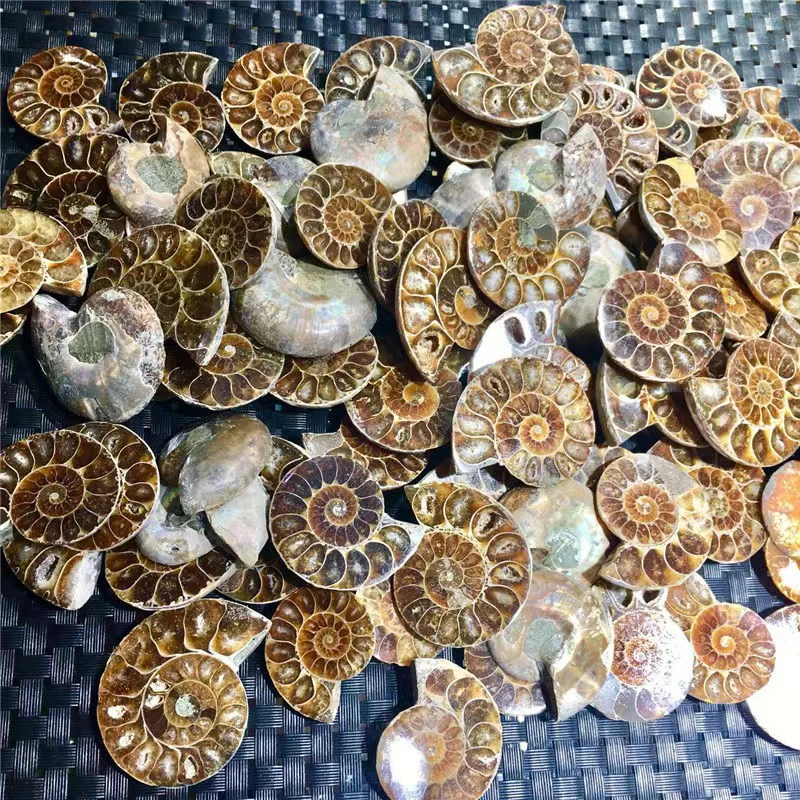 Wholesale Natural Pair Ammonite Fossil Specimen Chrysanthemum Conch Snail Fossils Slice For Pendant Decoration