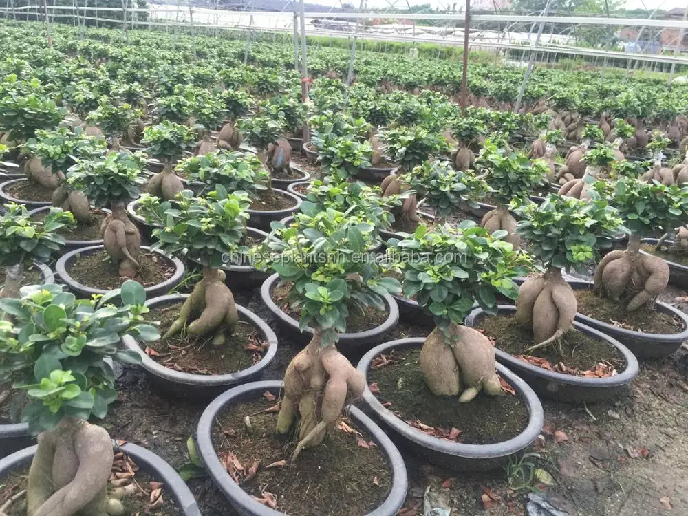  Оптовая продажа женьшеня: живого натурального женьшеня фикуса microcarpa бонсай детский сад или комнатное наружное Оригинальное