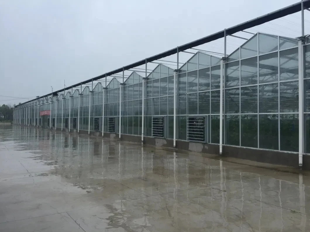 Vertical Venlo Glass Greenhouses with Hydroponics System for Growing Vegetables