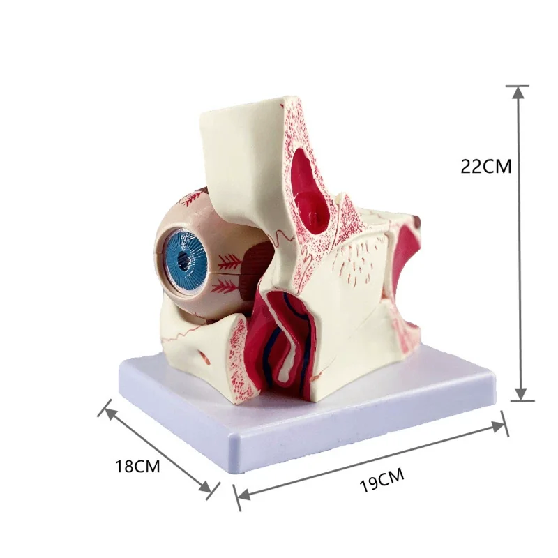 Medical science optical experimental teaching resources for human eyeball orbital structure enlargement model teaching