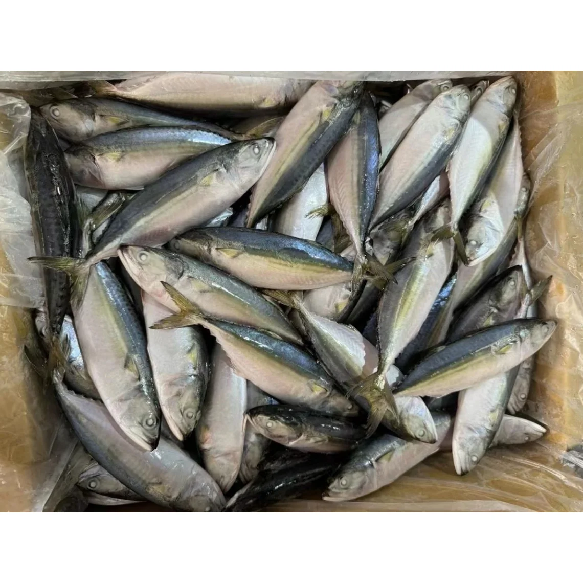 Premium Quality Raw Material Fish Frozen Indian Mackerel Supplier