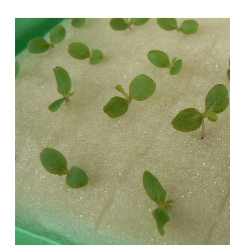 CUBIC SPONGE FOR HYDROPONIC AEROPONIC PLANT SEED GROW NET POT CUP HOLDER