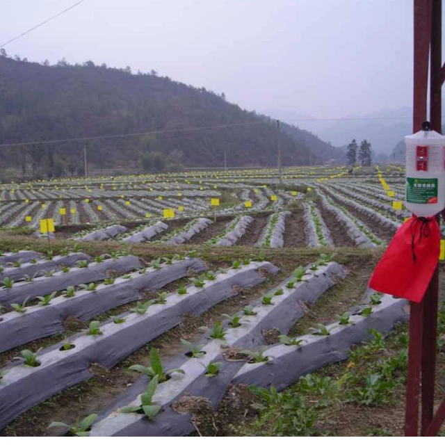 Phyllotreta striolata lure to control vegetable beetle