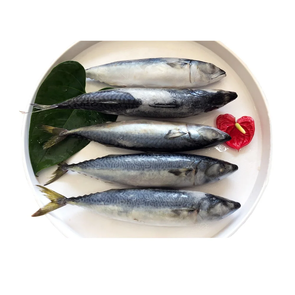 Pacific Mackerel  Sea Frozen Fish Mackerel Frozen Mackerel Fish