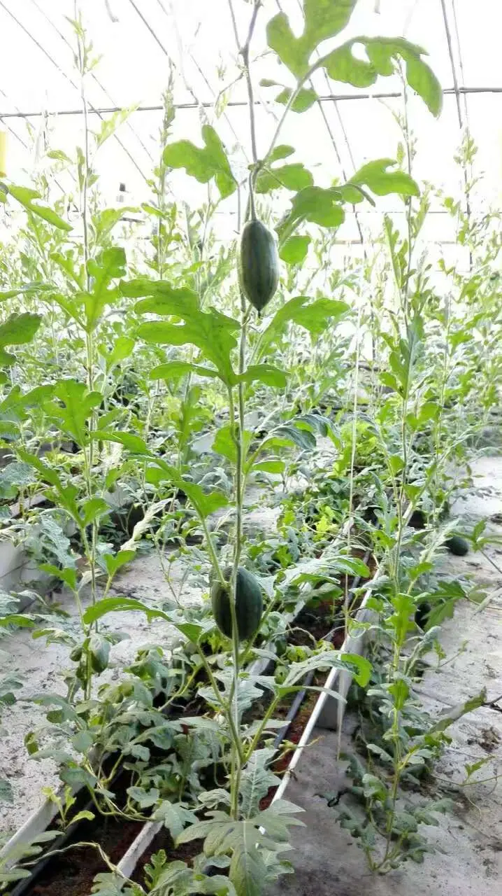 High quality  Strawberry planting trough rack Strawberry plant gutter PVC plant growing gutter