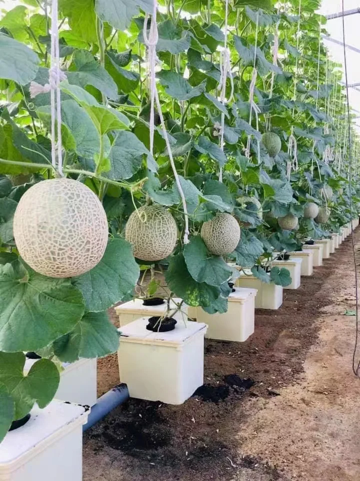 Soilless Cultivation Planting System Nursery Greenhouse Vegetables Fruits Hydroponic Growing Dutch Buckets System