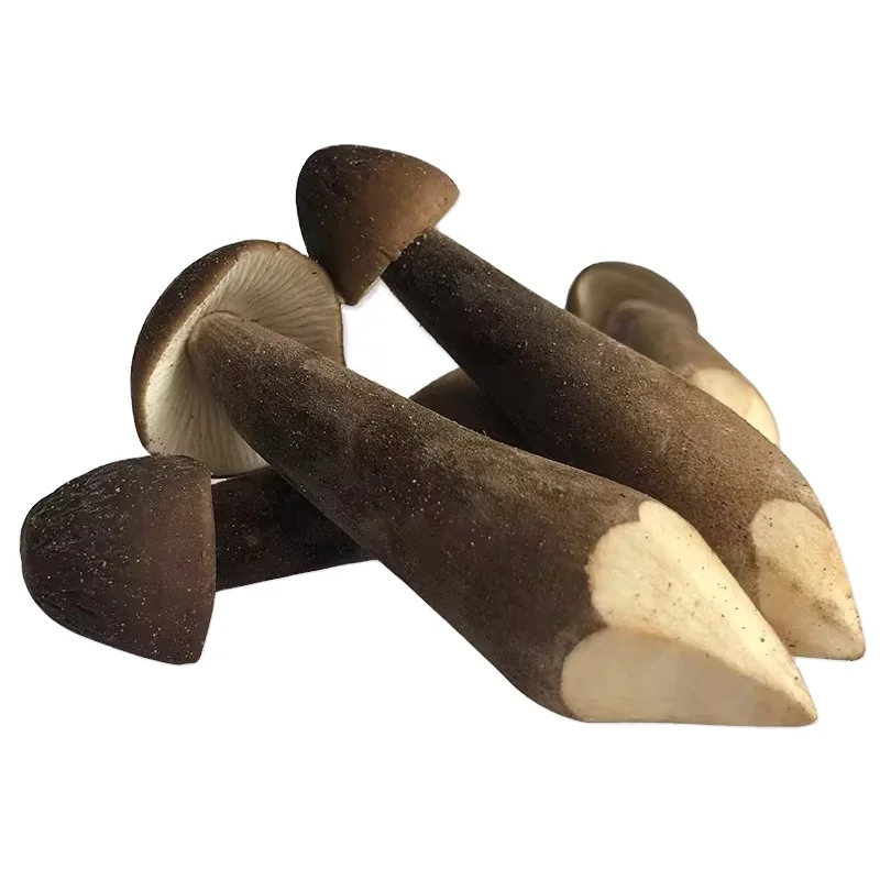 DETAN Fresh Royal Chestnut Black termites with high quality