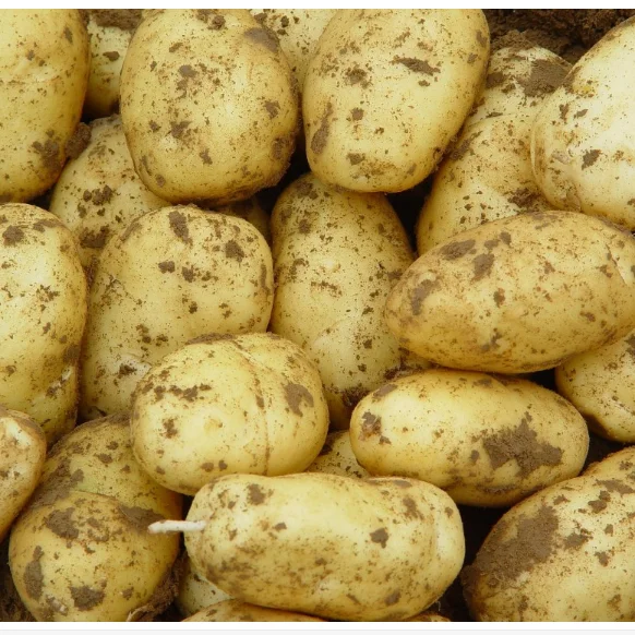 Potato Factory In China Tons Of Export Potatoes