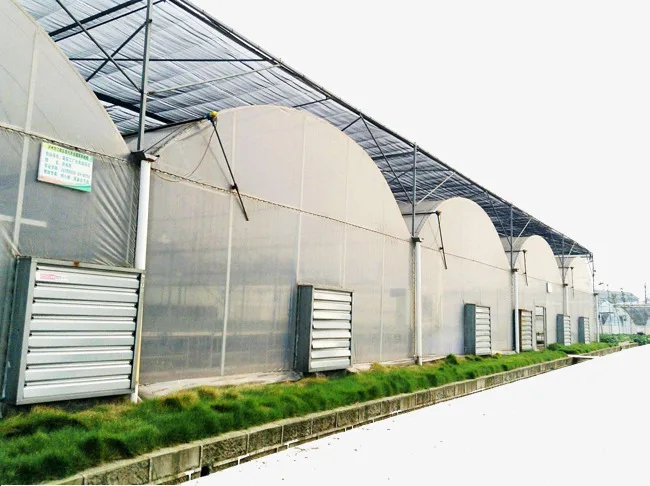Large scale hydroponic greenhouse with customized agricultural film produced by Chinese Enterprises
