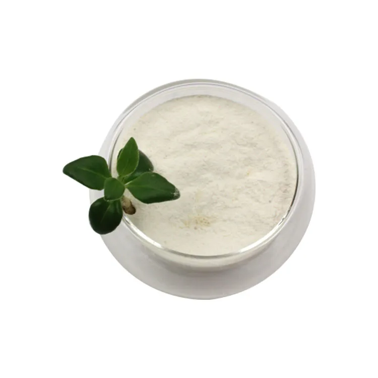 Wholesale Food grade Lactobacillus Bulgaricus 10 billion CFU/g  Bulk Probiotics  Powder
