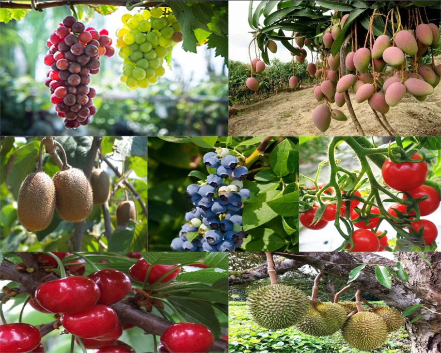 Регулятор роста растений Trans-zeatin /zeatin ,CAS 1637-39-4