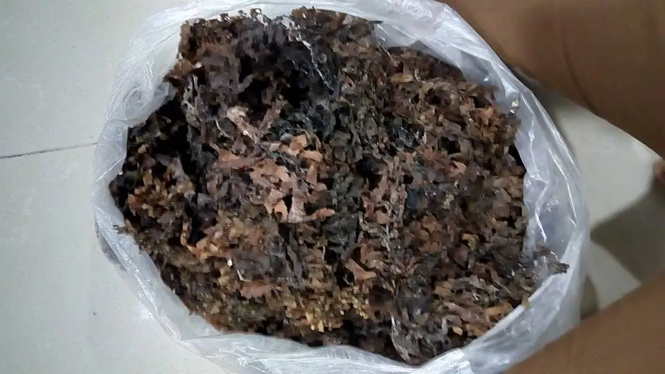 HOT HOT !!! SARGASSUM SEAWEED FROM VIETNAM WITH HIGH EXPORT STANDARD AND COMPETITIVE PRICE IN 2023