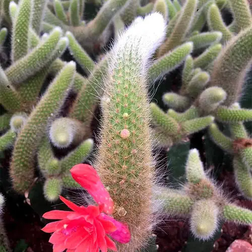 
Wholesale succulent plant lmixed color flowers monkey tail cactus Ornamental Woody Plants cactus or cactus plants live natural 