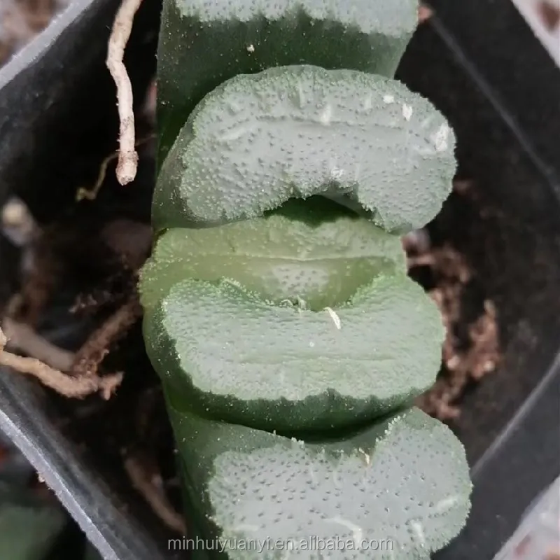Горшечное растение Haworthia белое окно декор для питомника настоящие комнатные уличные растения