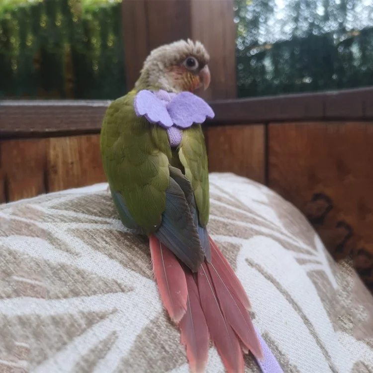 Mini Bird Parrot Pet Birds Harness Harness For Sale Near Me