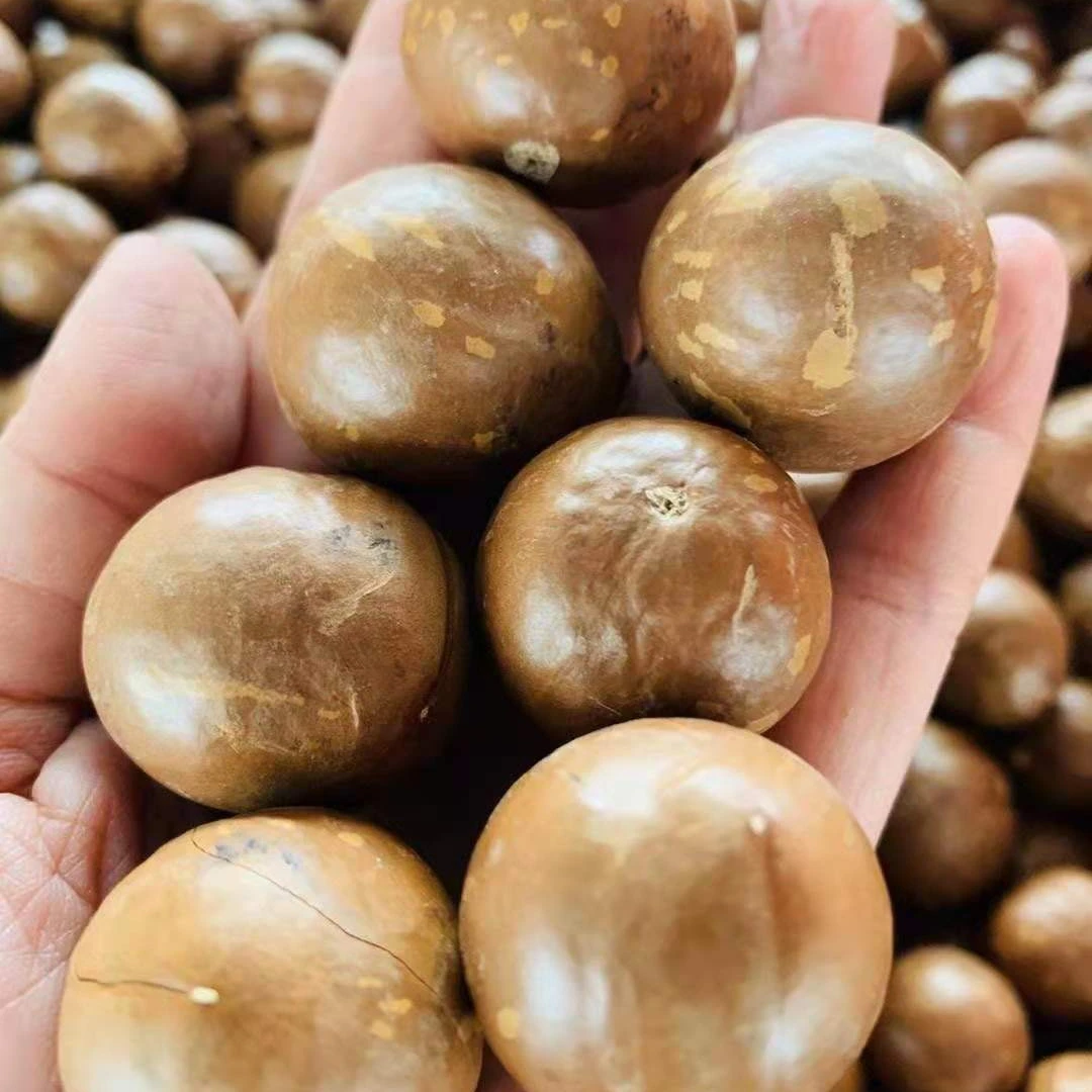 Macadamia Nuts Roasted Macadamia Organic Macadamia Nuts