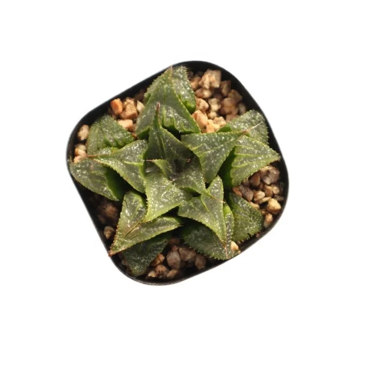 
live plants natural haworthia buy succulents wholesale 