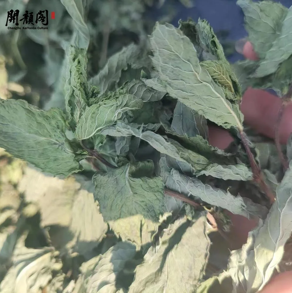 KAIYANGE wholes sample Fragments Raw Green Color Private Label Spearmint Tea sample Mentha spicata L. Spearmint Tea Mint Leaves