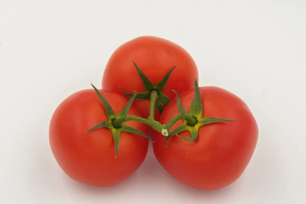 high quality fan qie Lycopersicon esculentum seeds F1 hybrid Red tomato seeds vegetable seeds