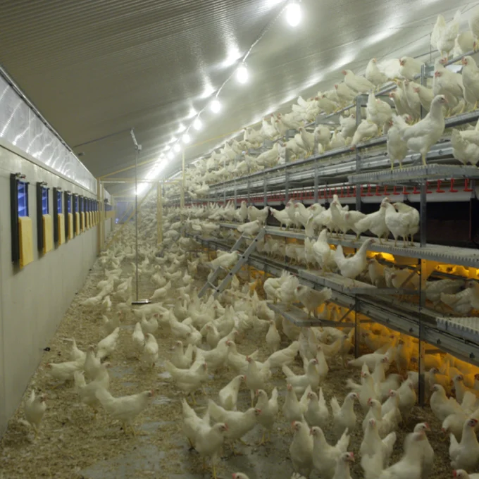 chicken poultry farm structures design/ broiler poultry farm shed design